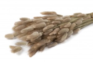 PHOCEALYS │Lagurus sec │vente aux pros│Grossiste en fleurs séchées