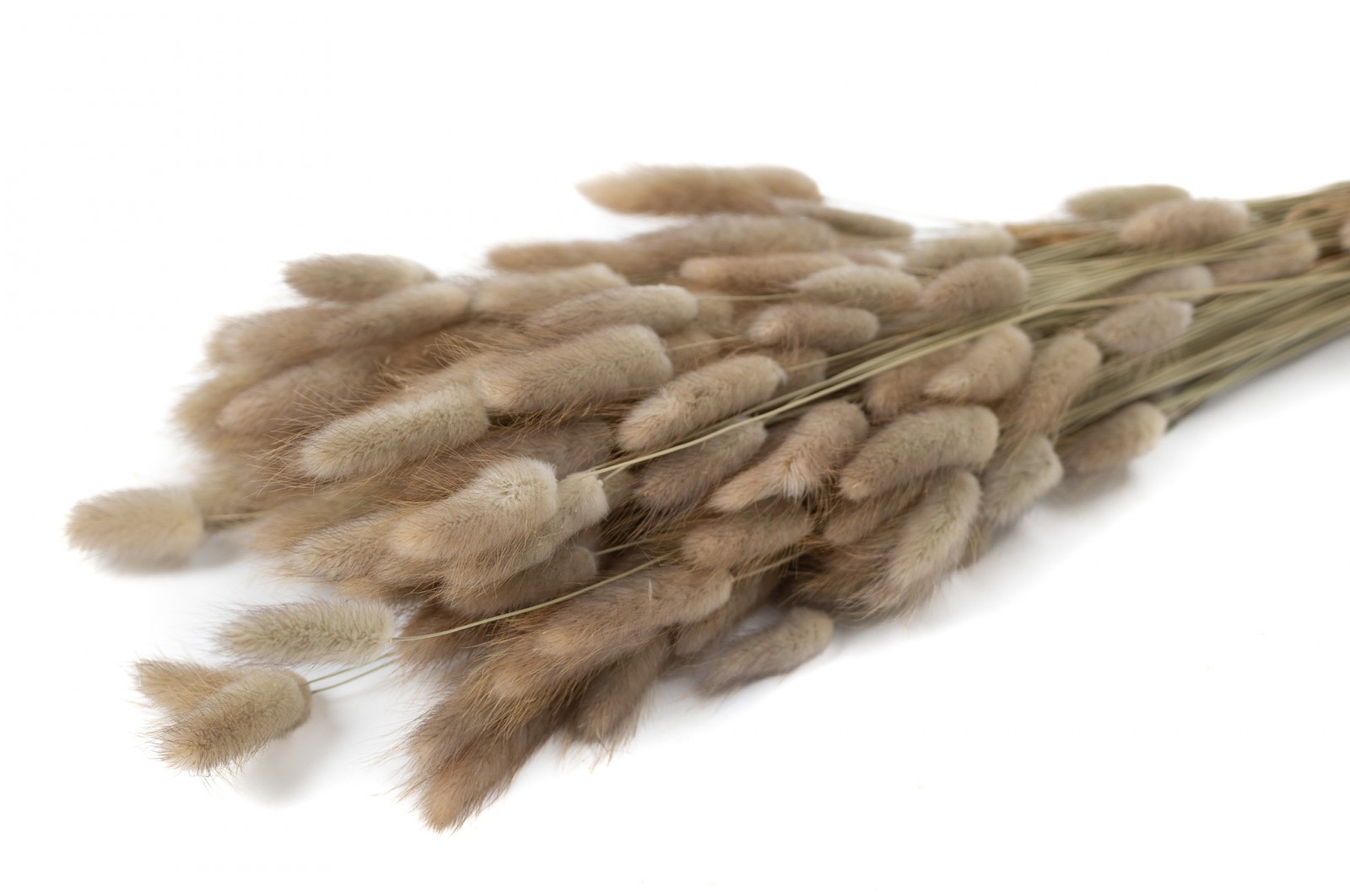 PHOCEALYS │Lagurus sec │vente aux pros│Grossiste en fleurs séchées