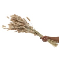 PHOCEALYS │Lagurus sec │vente aux pros│Grossiste en fleurs séchées