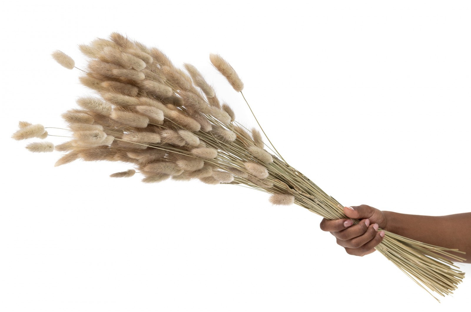 PHOCEALYS │Lagurus sec │vente aux pros│Grossiste en fleurs séchées