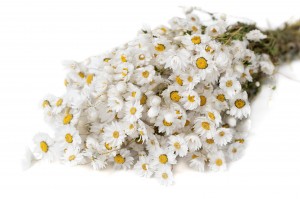 PHOCEALYS│Rhodante séchée│vente aux pros│Grossiste en fleurs séchées