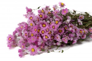 PHOCEALYS│Rhodante séchée│vente aux pros│Grossiste en fleurs séchées