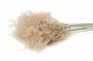 PHOCEALYS │Fluffy reed grass sec│vente aux pros│Grossiste en fleurs séchées