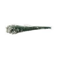 PHOCEALYS│Limonium fleuri stabilisé│vente aux pros│Grossiste