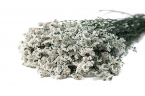 PHOCEALYS│Limonium fleuri stabilisé│vente aux pros│Grossiste