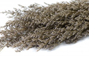 Limonium stabilisé│vente aux pros│Grossiste en végétaux stabilisées