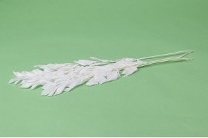 Ruscus Garden stabilisé│vente aux pros│Grossiste en végétaux stabilisées
