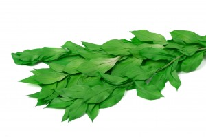 Ruscus Garden stabilisé│vente aux pros│Grossiste en végétaux stabilisées