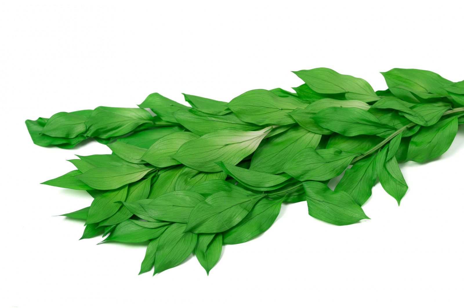 Ruscus Garden stabilisé│vente aux pros│Grossiste en végétaux stabilisées