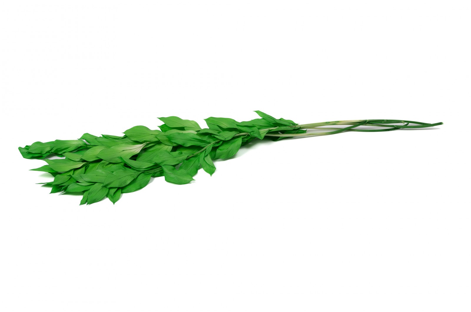 Ruscus Garden stabilisé│vente aux pros│Grossiste en végétaux stabilisées