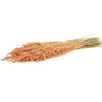 PHOCEALYS │Avoine séchée│vente aux pros│Grossiste en fleurs séchées