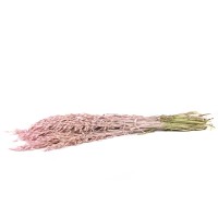 PHOCEALYS │Avoine séchée│vente aux pros│Grossiste en fleurs séchées