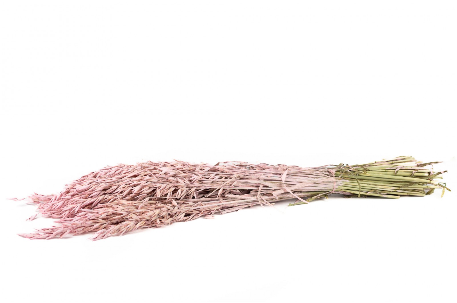 PHOCEALYS │Avoine séchée│vente aux pros│Grossiste en fleurs séchées