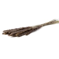 Herbe à pampa mini sèche│vente aux pros│Grossiste en fleurs séchées