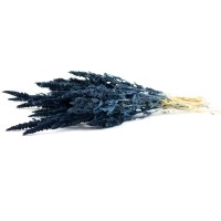 PHOCEALYS│Amarante sèche│vente aux pros│Grossiste en fleurs séchées