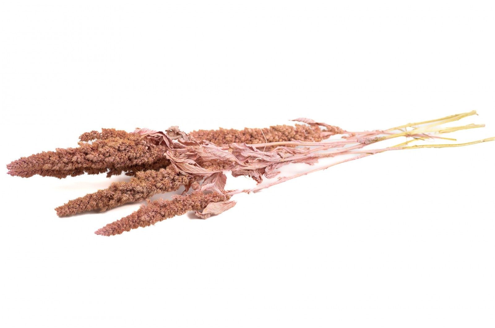 PHOCEALYS│Amarante sèche│vente aux pros│Grossiste en fleurs séchées
