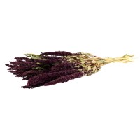 PHOCEALYS│Amarante sèche│vente aux pros│Grossiste en fleurs séchées