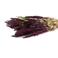 PHOCEALYS│Amarante sèche│vente aux pros│Grossiste en fleurs séchées