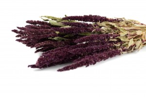 PHOCEALYS│Amarante sèche│vente aux pros│Grossiste en fleurs séchées