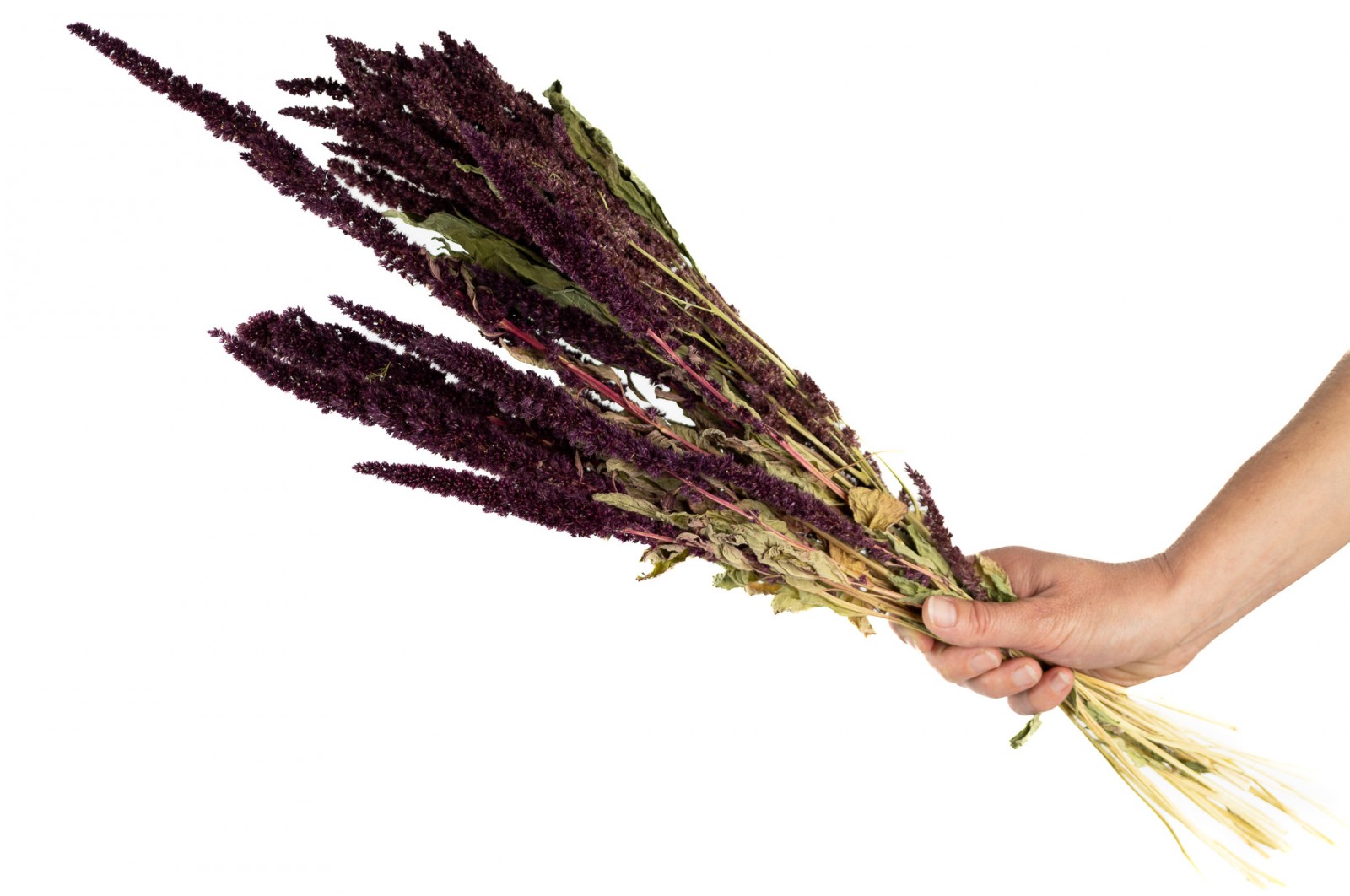 PHOCEALYS│Amarante sèche│vente aux pros│Grossiste en fleurs séchées