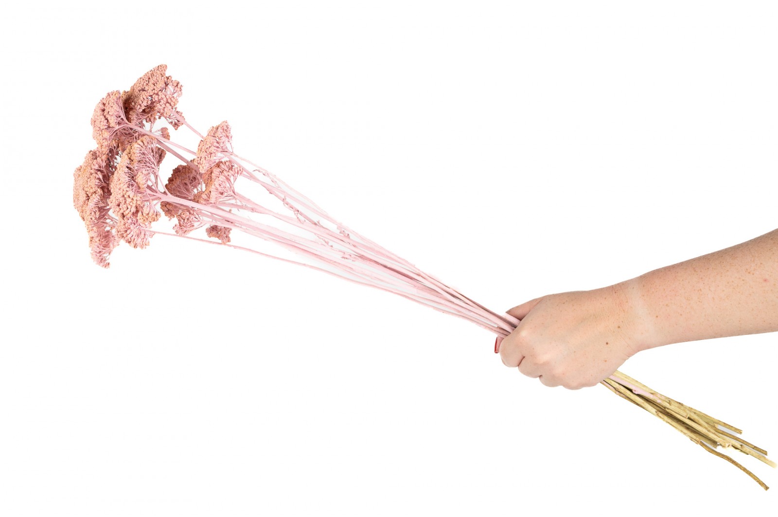 Achillée parker sèche │vente aux pros│Grossiste en fleurs séchées