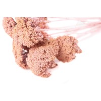 Achillée parker sèche │vente aux pros│Grossiste en fleurs séchées