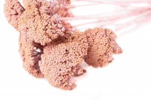 Achillée parker sèche │vente aux pros│Grossiste en fleurs séchées