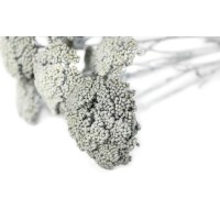 Achillée parker sèche │vente aux pros│Grossiste en fleurs séchées
