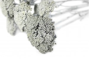Achillée parker sèche │vente aux pros│Grossiste en fleurs séchées