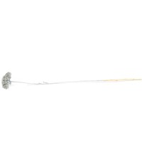 Achillée parker sèche │vente aux pros│Grossiste en fleurs séchées