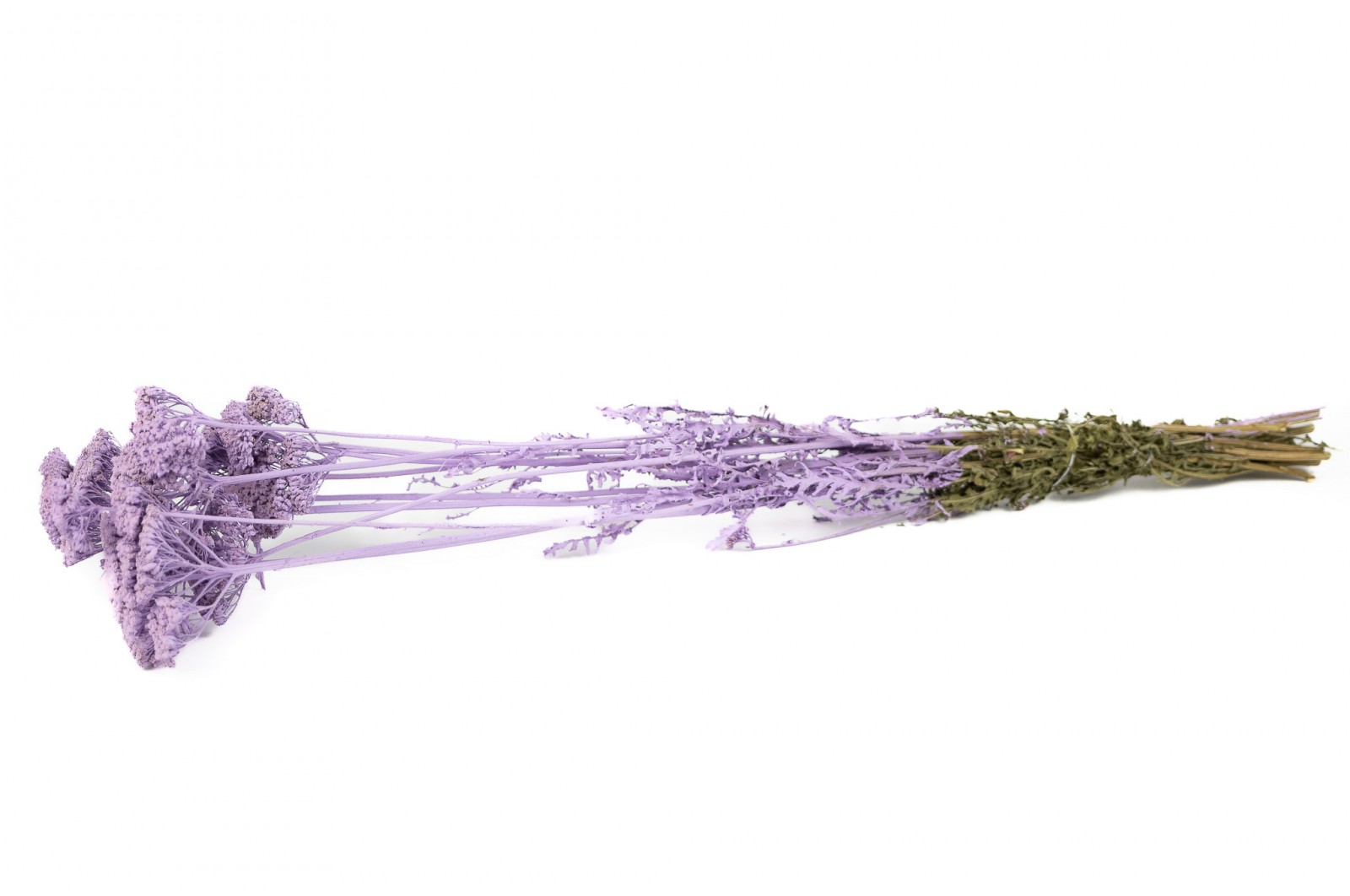 Achillée parker sèche │vente aux pros│Grossiste en fleurs séchées