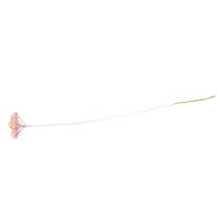 Achillée parker sèche │vente aux pros│Grossiste en fleurs séchées
