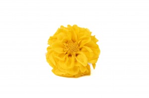 PHOCEALYS│Dahlia stabilisé│vente aux pros│Grossiste