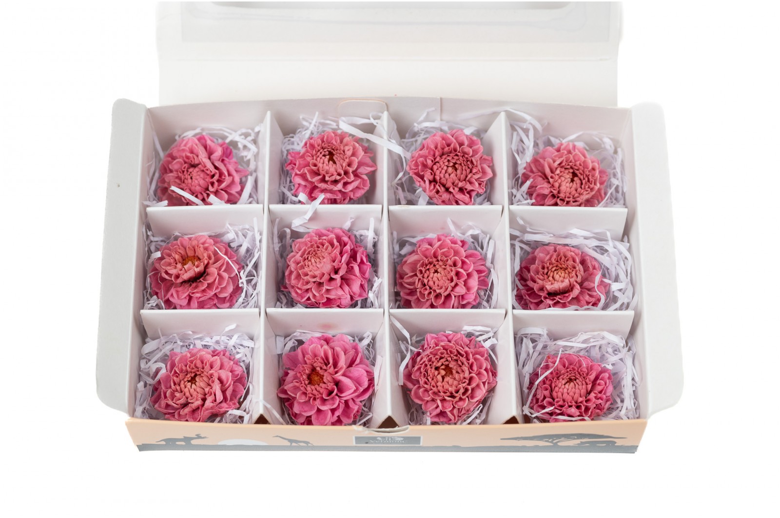 PHOCEALYS│Dahlia stabilisé│vente aux pros│Grossiste