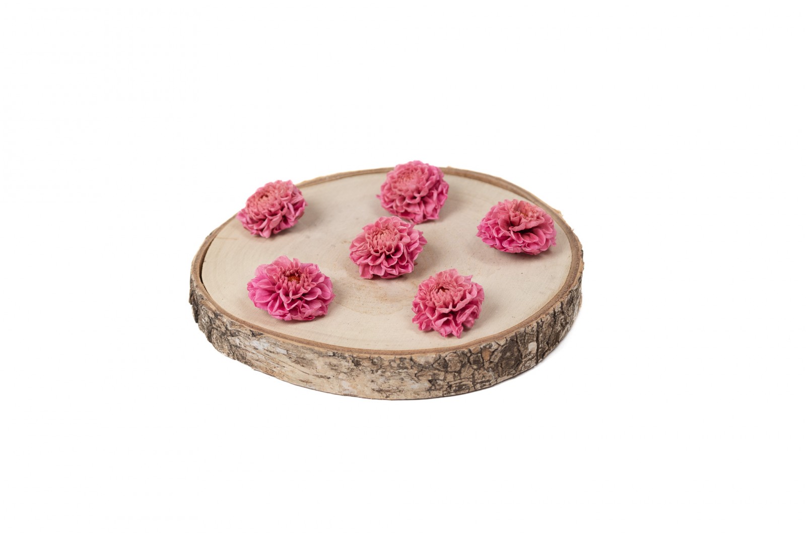PHOCEALYS│Dahlia stabilisé│vente aux pros│Grossiste