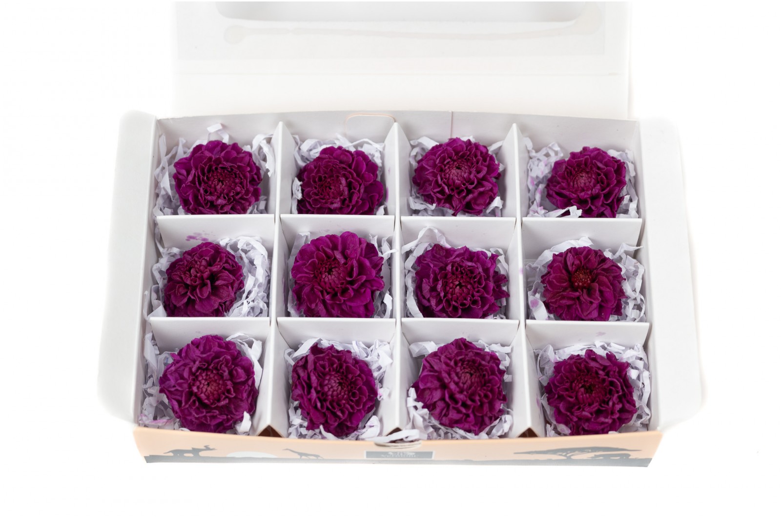 PHOCEALYS│Dahlia stabilisé│vente aux pros│Grossiste