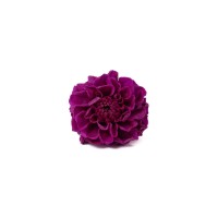 PHOCEALYS│Dahlia stabilisé│vente aux pros│Grossiste