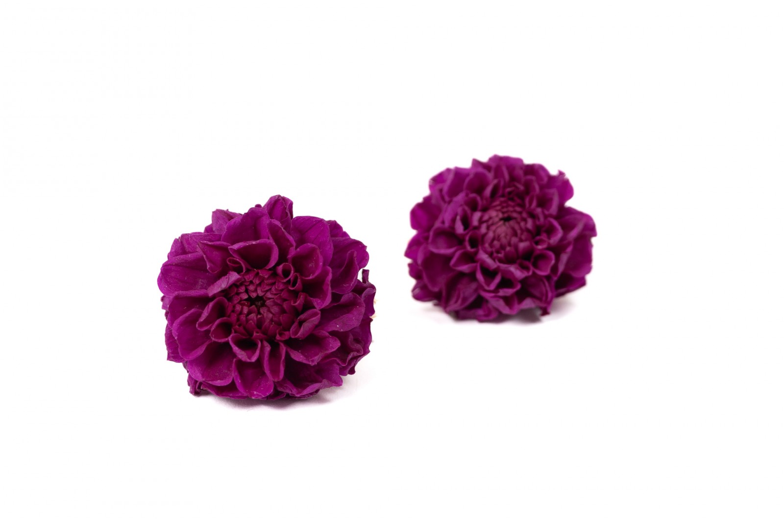 PHOCEALYS│Dahlia stabilisé│vente aux pros│Grossiste