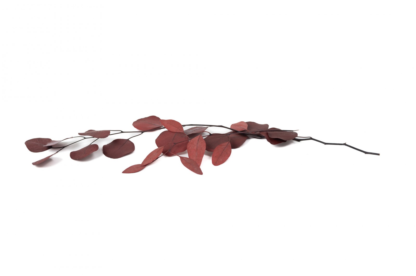 PHOCEALYS │Eucalyptus populus stabilisé │vente aux pros│Grossiste