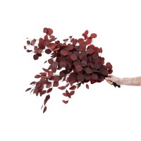 PHOCEALYS │Eucalyptus populus stabilisé │vente aux pros│Grossiste