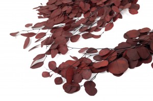 PHOCEALYS │Eucalyptus populus stabilisé │vente aux pros│Grossiste