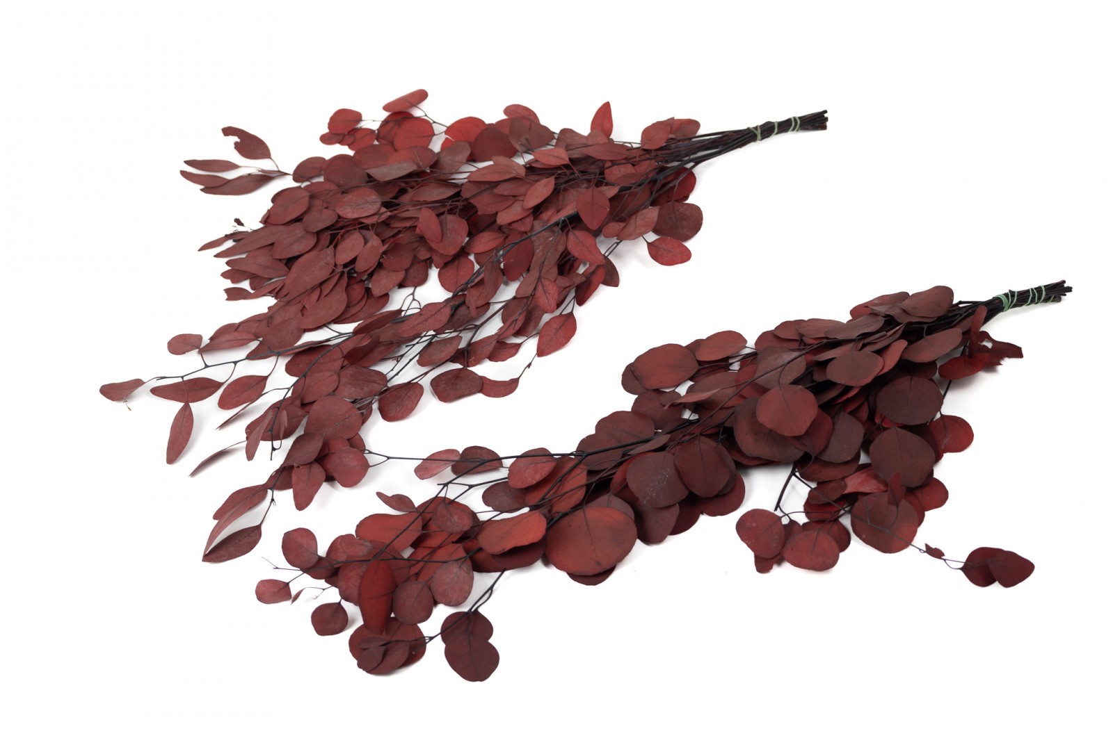 PHOCEALYS │Eucalyptus populus stabilisé │vente aux pros│Grossiste