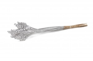 Cane cone séché│vente aux pros│Grossiste en fleurs séchées