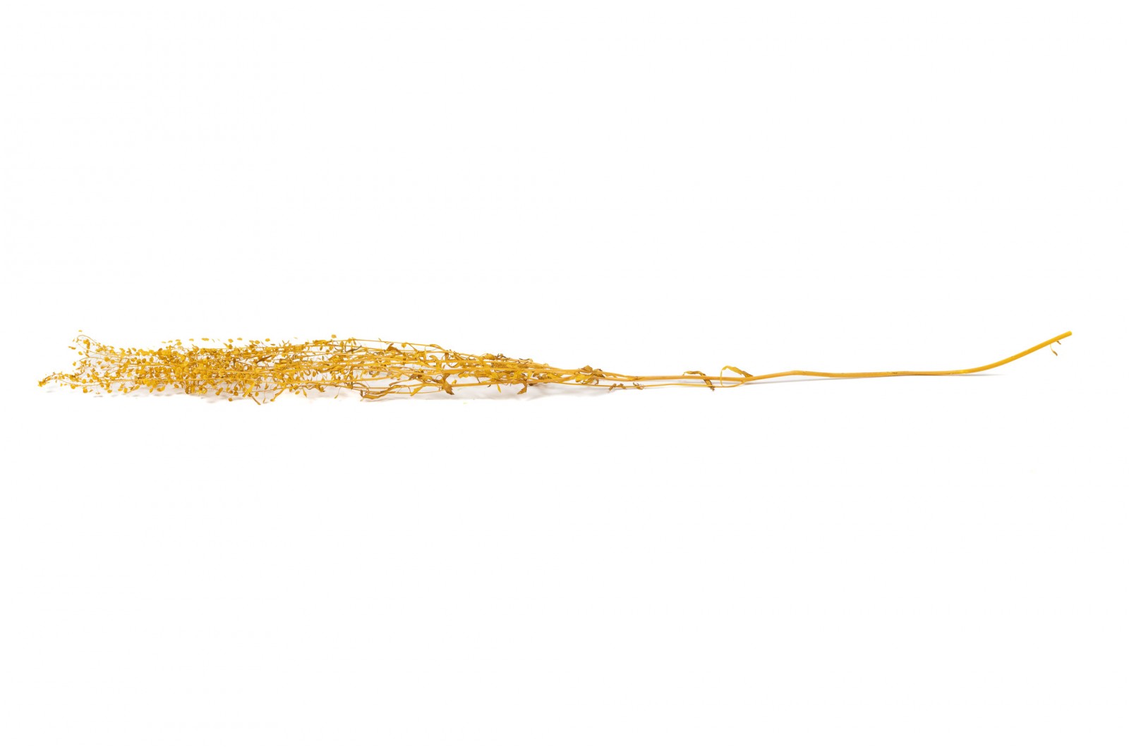 Lepidium stabilisé │vente aux pros│Grossiste en végétaux stabilisés