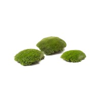 PHOCEALYS│Mousse boule stabilisée│vente aux pros│Grossiste