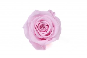 Rose Izumi stabilisée│vente aux pros│Grossiste en végétaux stabilisées