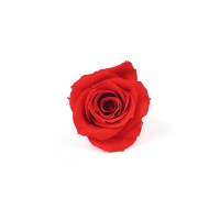 Rose Izumi stabilisée│vente aux pros│Grossiste en végétaux stabilisées