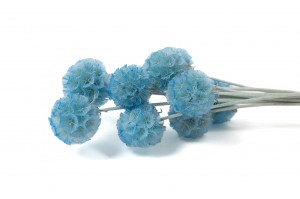 PHOCEALYS │Scabiosa stabilisée│vente aux pros│Grossiste