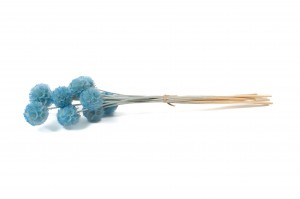 PHOCEALYS │Scabiosa stabilisée│vente aux pros│Grossiste