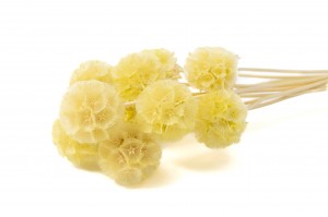 PHOCEALYS │Scabiosa stabilisée│vente aux pros│Grossiste